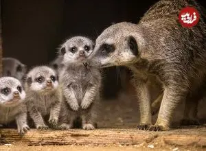 10 جانور «ماده» که خونخوارتر و کشنده‌تر از «نرها» هستند