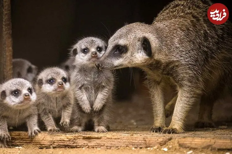 10 جانور «ماده» که خونخوارتر و کشنده‌تر از «نرها» هستند