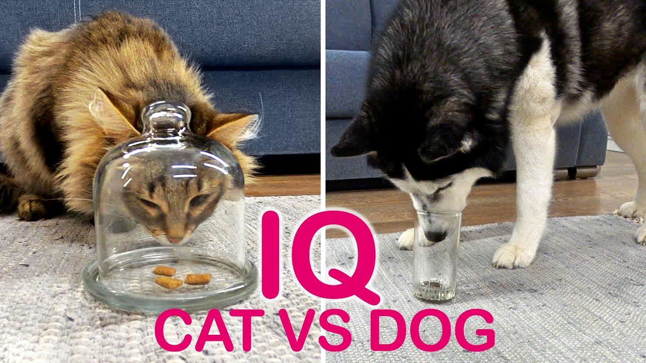 (ویدئو) مقایسه جالب هوش سگ و گربه در حل مسئله؛ کدام باهوش‌تر است؟