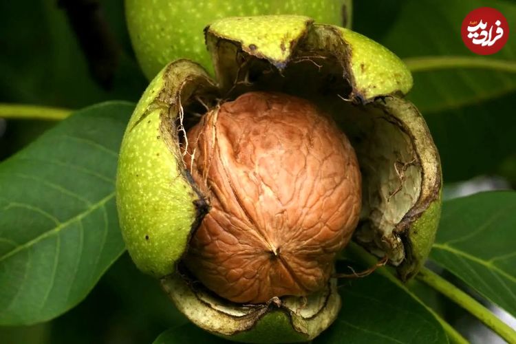 تولید برق با پوست گردو