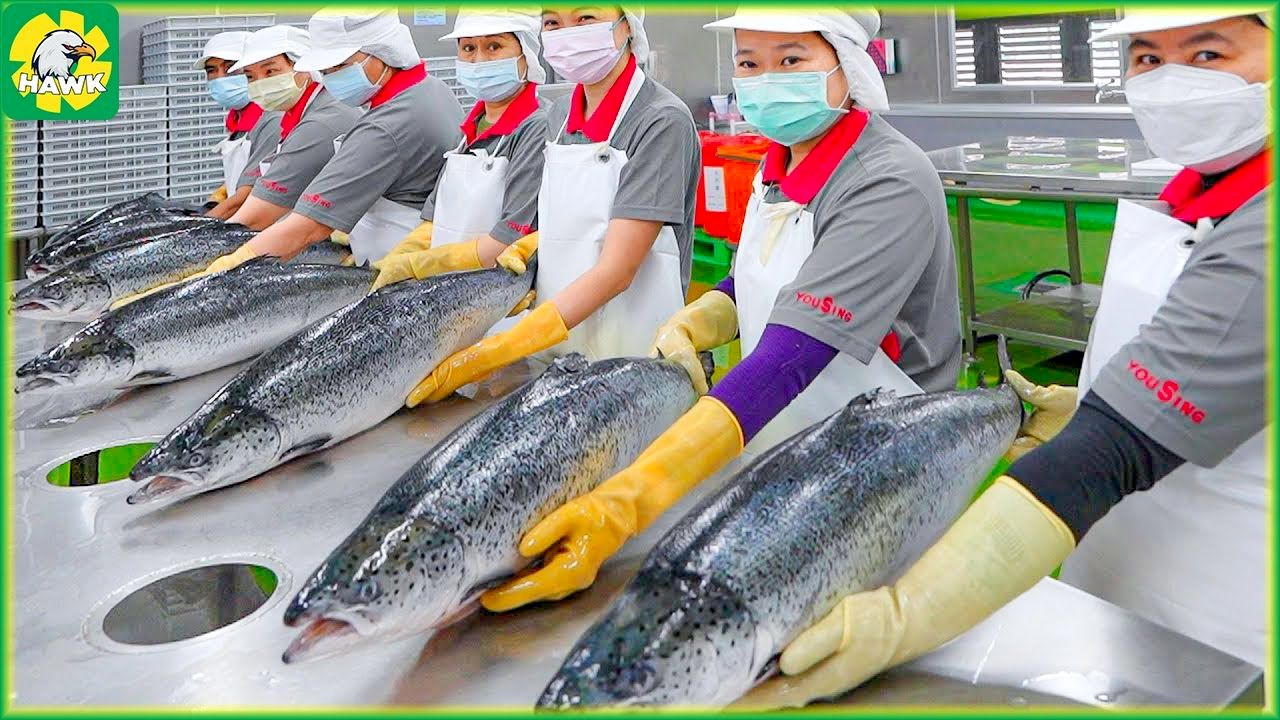 (ویدئو) فرآیند پرورش، فرآوری و بسته بندی میلیون ها ماهی آزاد گران قیمت