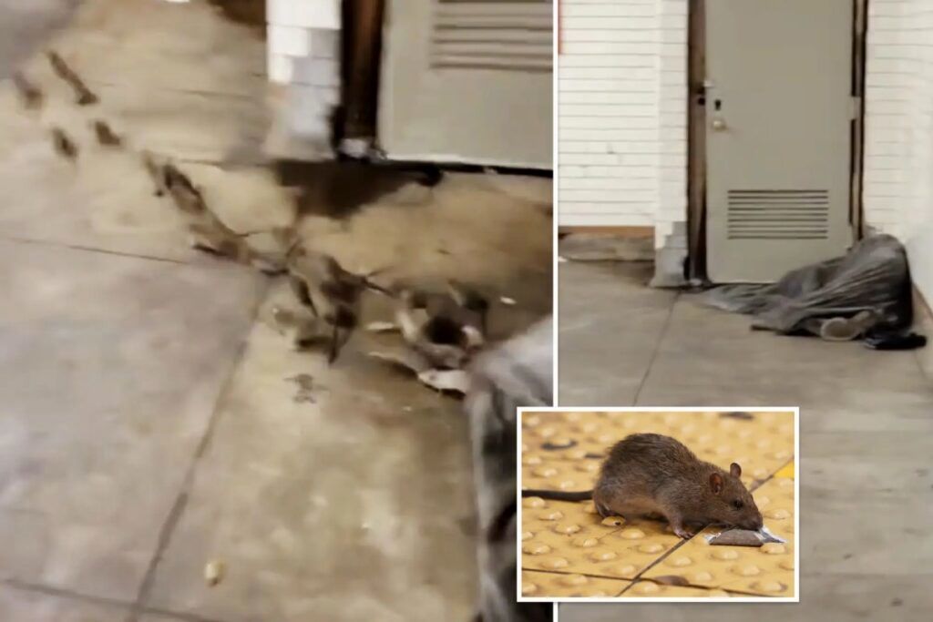 (ویدئو) صحنه‌ی عجیب خروج گله ای از موش‌ها از زیر پتوی مرد بی‌خانمان در نیویورک 