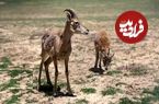ببینید؛ نجات بره میش وحشی و آغاز فصل گردشگری در دریاچه تار دماوند