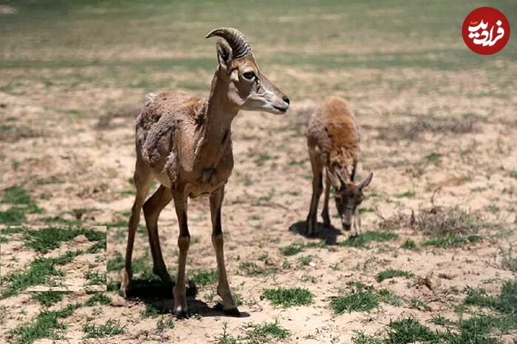ببینید؛ نجات بره میش وحشی و آغاز فصل گردشگری در دریاچه تار دماوند