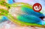قورباغه‌ای در معرض خطر انقراض در استرالیا در بخشی غیرمعمول از بدنش مانند سنگ اوپال می‌درخشد