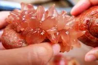 ببینید| غذای خیابانی در چین؛ پخت 3 نوع غذا با شقایق دریایی در چینگ‌دائو