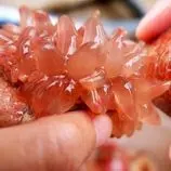 ببینید| غذای خیابانی در چین؛ پخت 3 نوع غذا با شقایق دریایی در چینگ‌دائو