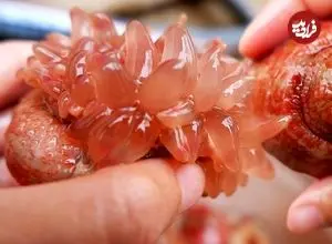 ببینید| غذای خیابانی در چین؛ پخت 3 نوع غذا با شقایق دریایی در چینگ‌دائو