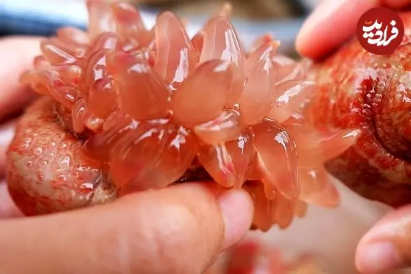 ببینید| غذای خیابانی در چین؛ پخت 3 نوع غذا با شقایق دریایی در چینگ‌دائو