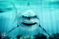 این کوسه عظیم‌الجثه در عصر دایناسورها سلطان اقیانوس‌ها بود!