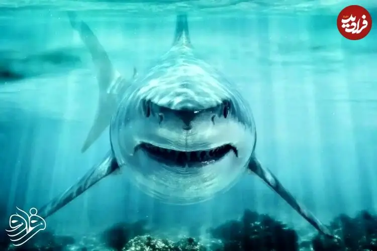 این کوسه عظیم‌الجثه در عصر دایناسورها سلطان اقیانوس‌ها بود!