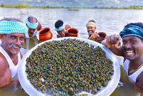 ببینید؛ غذای روستایی در هند؛ صید حلزون های ریز و تهیه غذا با آن ها