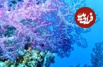 چرا روی زمین همه چیز رنگارنگ است؟