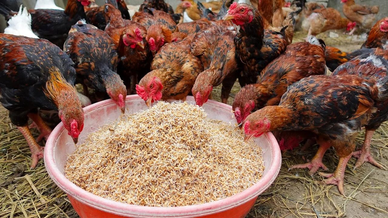 (ویدئو) روش خلاقانه بانوی کشاورز ویتنامی برای پروار کردن، مرغ، خروس و اردک