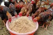 (ویدئو) روش خلاقانه بانوی کشاورز ویتنامی برای پروار کردن، مرغ، خروس و اردک