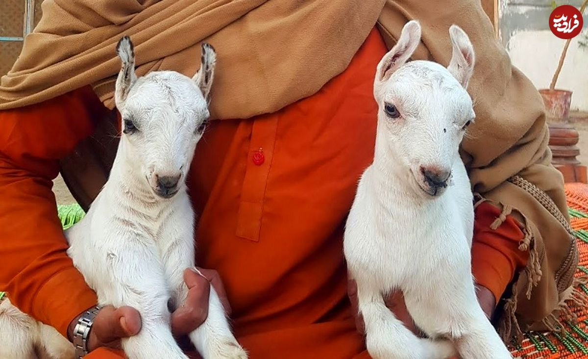 «بُز بربری»؛ شگفتی کوچک دامداریهای پاکستان