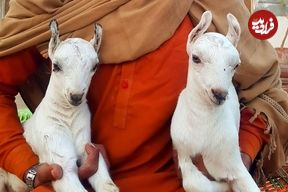 «بُز بربری»؛ شگفتی کوچک دامداری‌های پاکستان