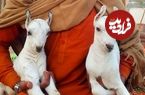 «بُز بربری»؛ شگفتی کوچک دامداری‌های پاکستان