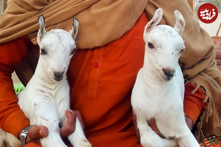«بُز بربری»؛ شگفتی کوچک دامداری‌های پاکستان