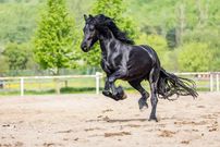 (عکس) زیبایی این اسب هوش از سرتان می‌برد!