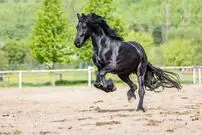 (عکس) زیبایی این اسب هوش از سرتان می‌برد!