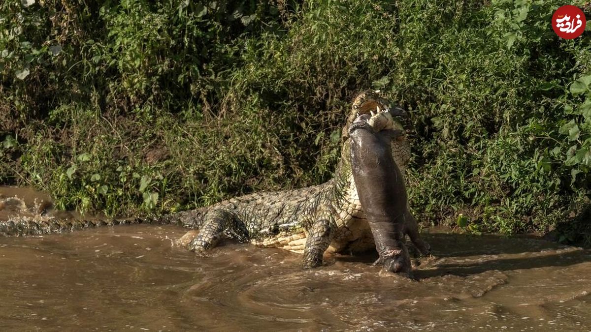 ( ویدیو) شکار باورنکردنی تمساح غول‌ پیکر نیل