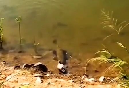 ( ویدیو) رفتار عجیب یک ماهی همانند کروکودیل برای شکار پرنده!