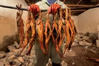 عجیب‌ترین شغل در ایران ؛ کار این افراد خفه کردن ماهی با دود است!