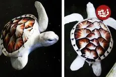 ببینید| 10 گونه از زیباترین لاک پشت های دنیا