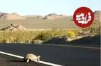 ببینید| راننده اتوبوس با توقف به‌موقع، لاک‌پشت را از مرگ نجات داد