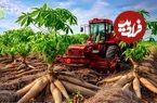 ببینید| چگونه آفریقایی ها صدها تن کاساوا را برداشت و فرآوری می‌کنند؟