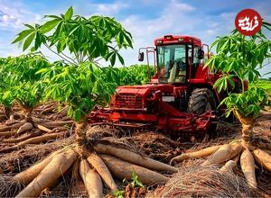 ببینید| چگونه آفریقایی ها صدها تن کاساوا را برداشت و فرآوری می‌کنند؟