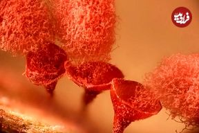 شاهکارهای عکاسی در سال 2025 که دنیای نادیدنی را نشان می‌دهند؛ از «سوسک برنج» تا «تخم‌گذاری شب‌پره»