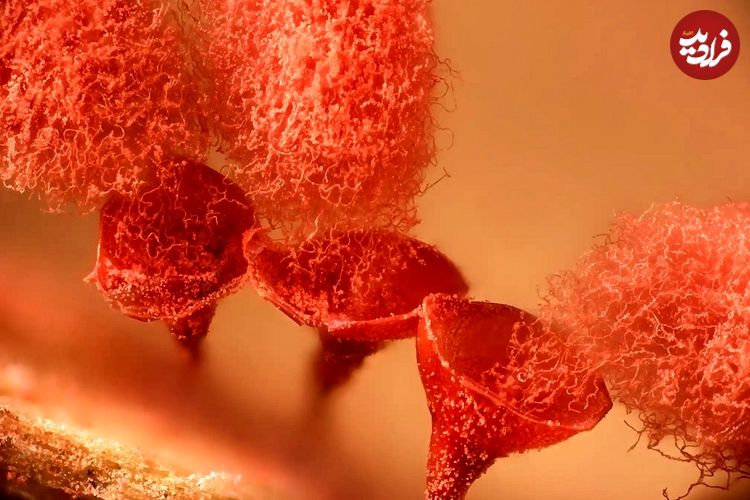 شاهکارهای عکاسی در سال 2025 که دنیای نادیدنی را نشان می‌دهند؛ از «سوسک برنج» تا «تخم‌گذاری شب‌پره»