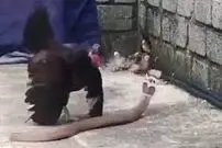 (ویدئو) دفاع جانانه مرغ مادر از جوجه‌هایش در برابر شاه کبرا 