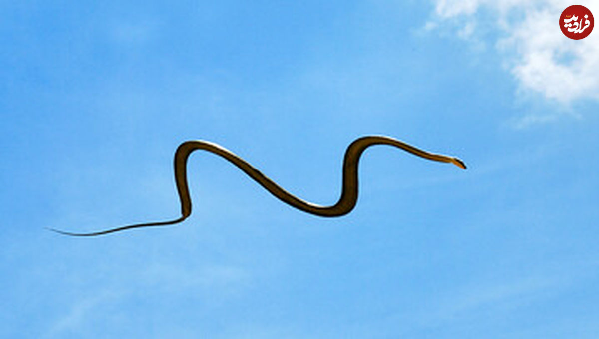 (عکس) مار پرنده، کابوس هولناک طبیعت در آسمان