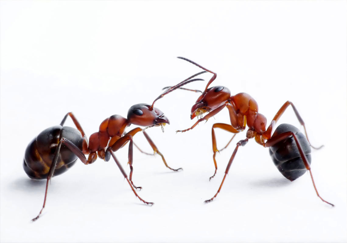  ۲ مورچه نیرومند، سوسک نیمه جان را شکار کردند!