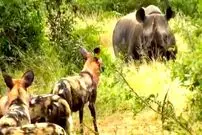 ببینید| نبرد شجاعانه یک «کرگدن سیاه» با یک گله «سگ وحشی»