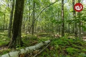 جنگل‌های جهان در آینده به تصرف «درختان سریع‌الرشد» درمی‌آیند