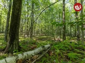 جنگل‌های جهان در آینده به تصرف «درختان سریع‌الرشد» درمی‌آیند