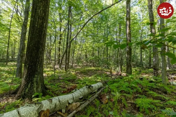 جنگل‌های جهان در آینده به تصرف «درختان سریع‌الرشد» درمی‌آیند