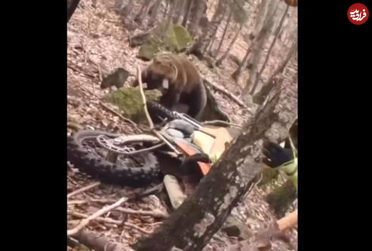 ( ویدیو) حمله وحشتناک یک خرس به موتور سوار 