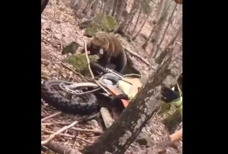 ( ویدیو) حمله وحشتناک یک خرس به موتور سوار 