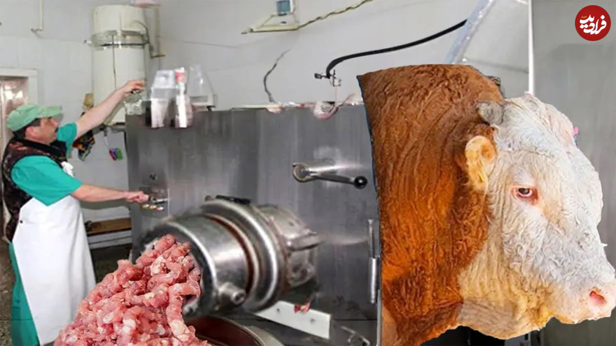 (ویدئو) فرآیند پردازش و فرآوری گوشت و شیر گاو در یک کارخانه مدرن 