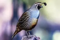 ببینید| 10 گونه از زیباترین و رنگارنگ ترین بلدرچین های جهان