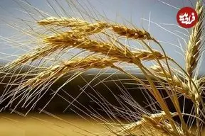 گندم هوشمندی که خودش کود تولید می کند!