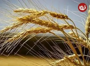 گندم هوشمندی که خودش کود تولید می کند!