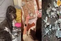 (ویدئو) سگ خانگی چهار هزار دلار پول نقد صاحبش را خورد!