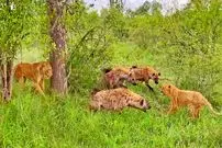 ببینید| ترفند هوشمندانه ماده شیر برای نجات دادن توله اش از دست کفتارها