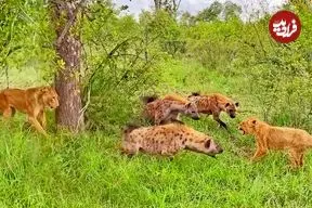 ببینید| ترفند هوشمندانه ماده شیر برای نجات دادن توله اش از دست کفتارها